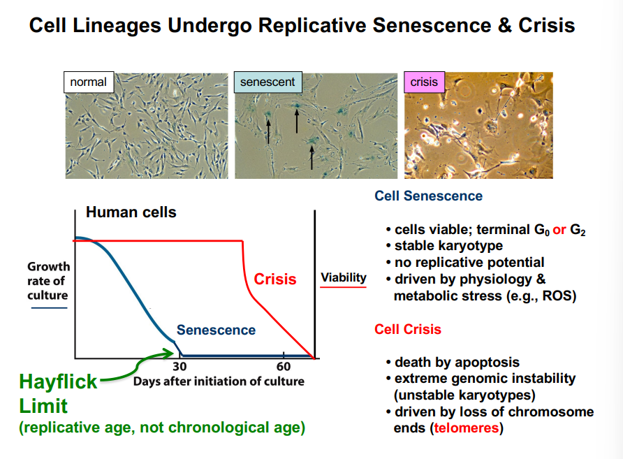 <p><span style="background-color: transparent;"><strong>Cell Crisis</strong></span></p>