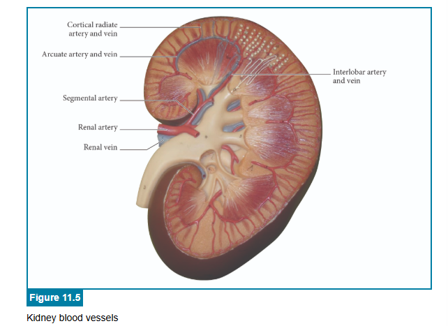 <p>correct answers</p>