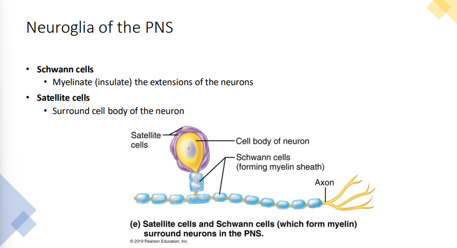 <ul><li><p>Means nerve glue; also known as glial cells</p></li><li><p>Functions: Brace, protect, and myelinate neurons</p><ul><li><p>not capable of transmitting nerve impulses</p></li></ul></li><li><p>Myelinating Cells → significantly high lipid content, making them appear white</p></li><li><p>CNS Supporting Cells:</p><ul><li><p>Astrocytes → control chemical environment of CNS, create blood-brain barrier, have extensions that wrap around neurons and blood vessels, etc</p></li><li><p>Microglia → phagocytic cells, engulf and destroy pathogens and debris from dead cells, protects cells of brain and spinal cord, etc</p></li><li><p>Ependymal Cells → ciliated columnar cells that line cavities of CNS filled with cerebrospinal fluid, cilia are motile and can beat, moving fluid and circulating CSF through cavities, etc</p></li><li><p>Oligodendrocytes → wrap around neurons, speed electrical transmissions that pass through neurons, etc</p><ul><li><p>extend multiple processes away from main cell body and each processes wrap around a neuronal process</p></li><li><p>one oligodendrocyte can myelinate multiple neuronal processes </p></li></ul></li></ul></li><li><p>PNS Supporting Cells:</p><ul><li><p>Schwann Cells → myelinating cells of PNS, myelinate neuronal processes to insulate them and speed up conduction of electrical signals, etc</p><ul><li><p>entire schwann cell will flatten and wrap its entire body around a neuron</p></li><li><p>can only myelinate one neuron</p></li></ul></li><li><p>Satellite Cells</p><ul><li><p>wrap around neurons to control chemical environment the neuron is exposed to</p></li><li><p>multiple cells surround the cell body of the neuron</p></li></ul></li></ul></li></ul><p></p>