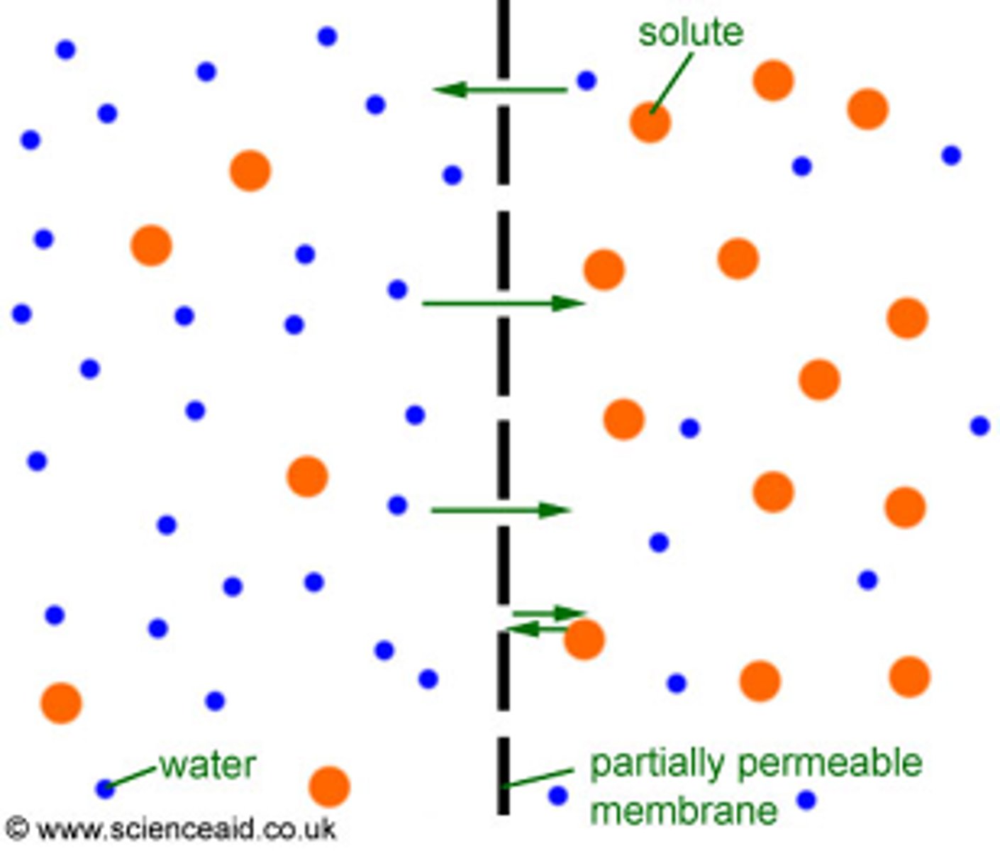 <p>The passive diffusion of water from an area of higher water concentration to an area of lower water concentration, across a semi-permeable membrane.</p>