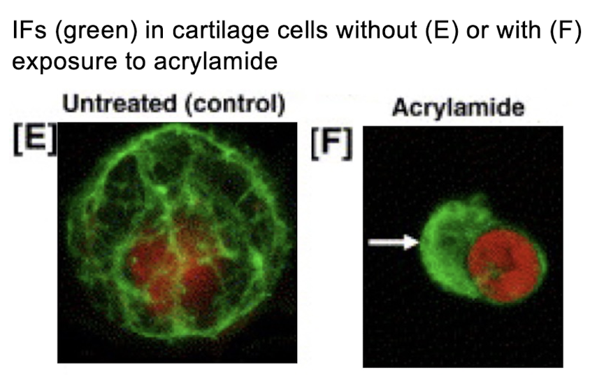 <p>Acrylamide </p>