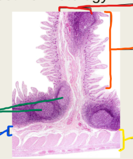<p>orange ileum </p>
