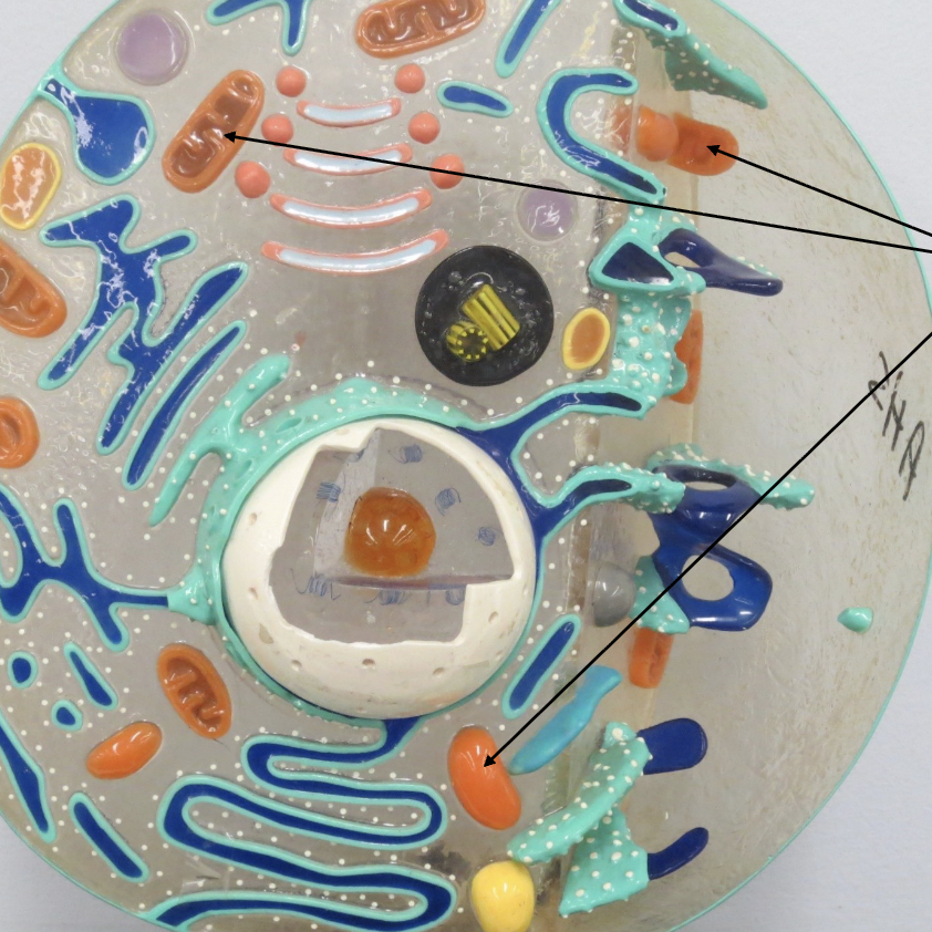 <p>What Organelle is this ?</p>