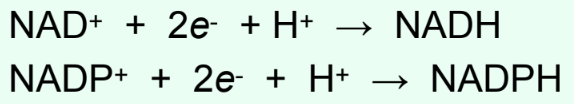 <p>By <strong>hydride transfer</strong>: NAD(P)+ + 2e− + H+ → NAD(P)H</p>