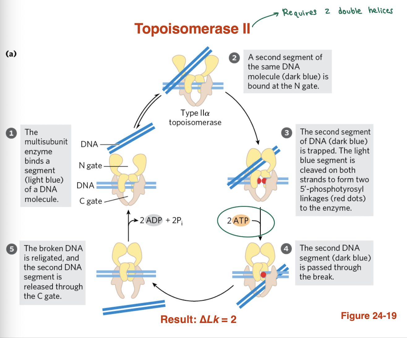 <ul><li><p>Binds <strong>two DNA double helices (segments)</strong></p></li><li><p><strong>Cleaves both strands</strong> of one DNA segment</p></li><li><p>Uses <strong>ATP (2 ATP hydrolyzed)</strong></p></li><li><p><strong>Passes second DNA segment through the break</strong></p></li><li><p><strong>Religates the cut DNA</strong> and releases strand</p></li></ul><p>→ <strong>Changes Lk in increments of 2 (ΔLk = ±2)</strong><br>→ Can relieve supercoils and <strong>introduce negative supercoils (prokaryotes)</strong></p>