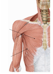 <p>Label the two muscles</p>