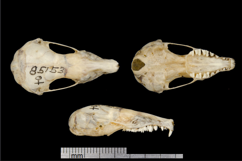 <p>What is the name and taxonomy of the species?</p>