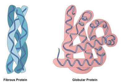 <p><span>Fibrous proteins – generally elongated and insoluble, used for structure e.g. collagen in connective tissue, keratin in har and nails.</span></p><p><span>Globular Proteins – compactly folded and coiled into spherical tertiary and quaternary structures, generally soluble, have outer hydrophilic region and inner hydrophobic core, most enzymes and hormones are globular. </span></p>