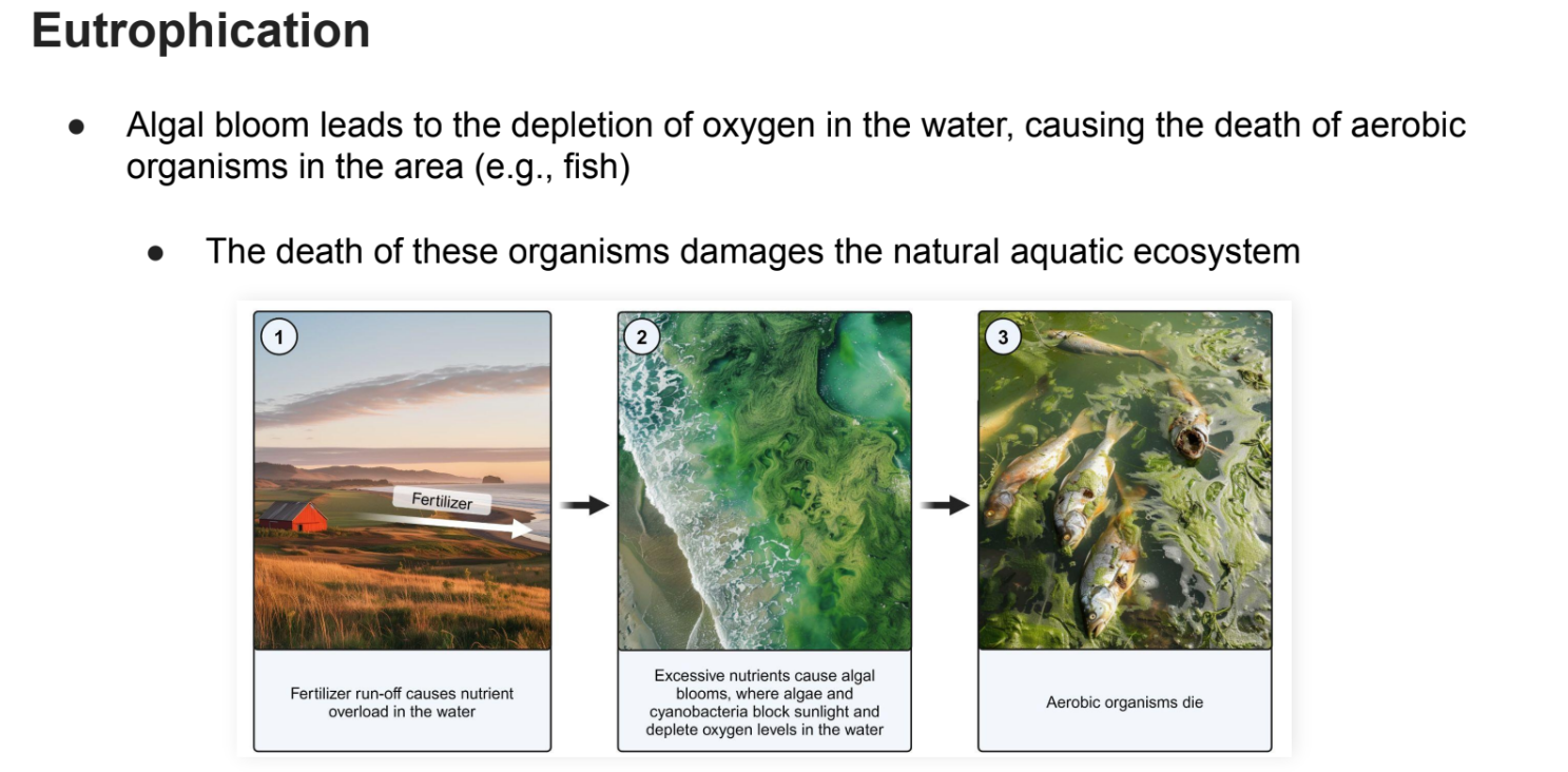 <ul><li><p>Algal bloom leads to the <strong>depletion </strong>of <strong>oxygen </strong>in the water, causing the death of <strong>aerobic organisms </strong>in the area (e.g., <strong>fish</strong>)</p></li><li><p>The death of these organisms <strong>damages </strong>the natural <strong>aquatic ecosystem</strong></p></li></ul><p></p>