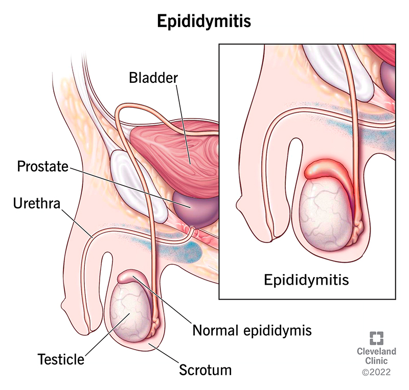 <p><strong>Epididymis</strong></p>