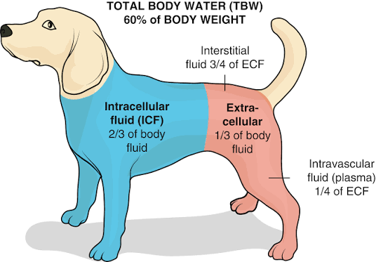<p>Maintenance fluid rate for Dogs</p>