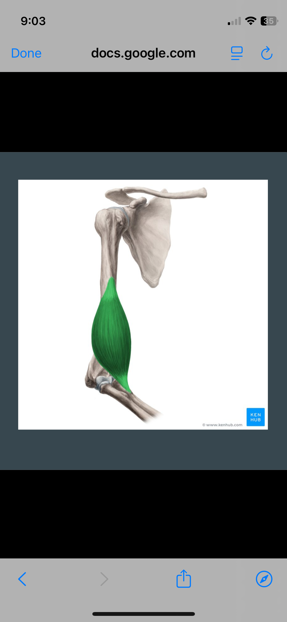 <p>Brachialis</p>
