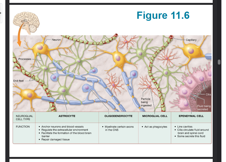 <p><span style="background-color: transparent;"><u>CNS </u>Wrap around part of axons in certain neurons of the CNS,&nbsp; form layers of plasma membrane called myelin repeating segments of <strong><em>myelin </em></strong>form the <em>myelin sheath </em>which insulates an increases speed of nerve impulses</span></p><p><span style="background-color: transparent;">One cell has branches which wrap different parts of the axon so that one cell can make multiple wrappings</span></p>