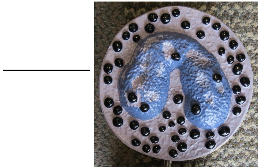 <p>Identify and give one function</p>