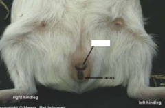 <p>Identify the sex of this guinea pig</p>