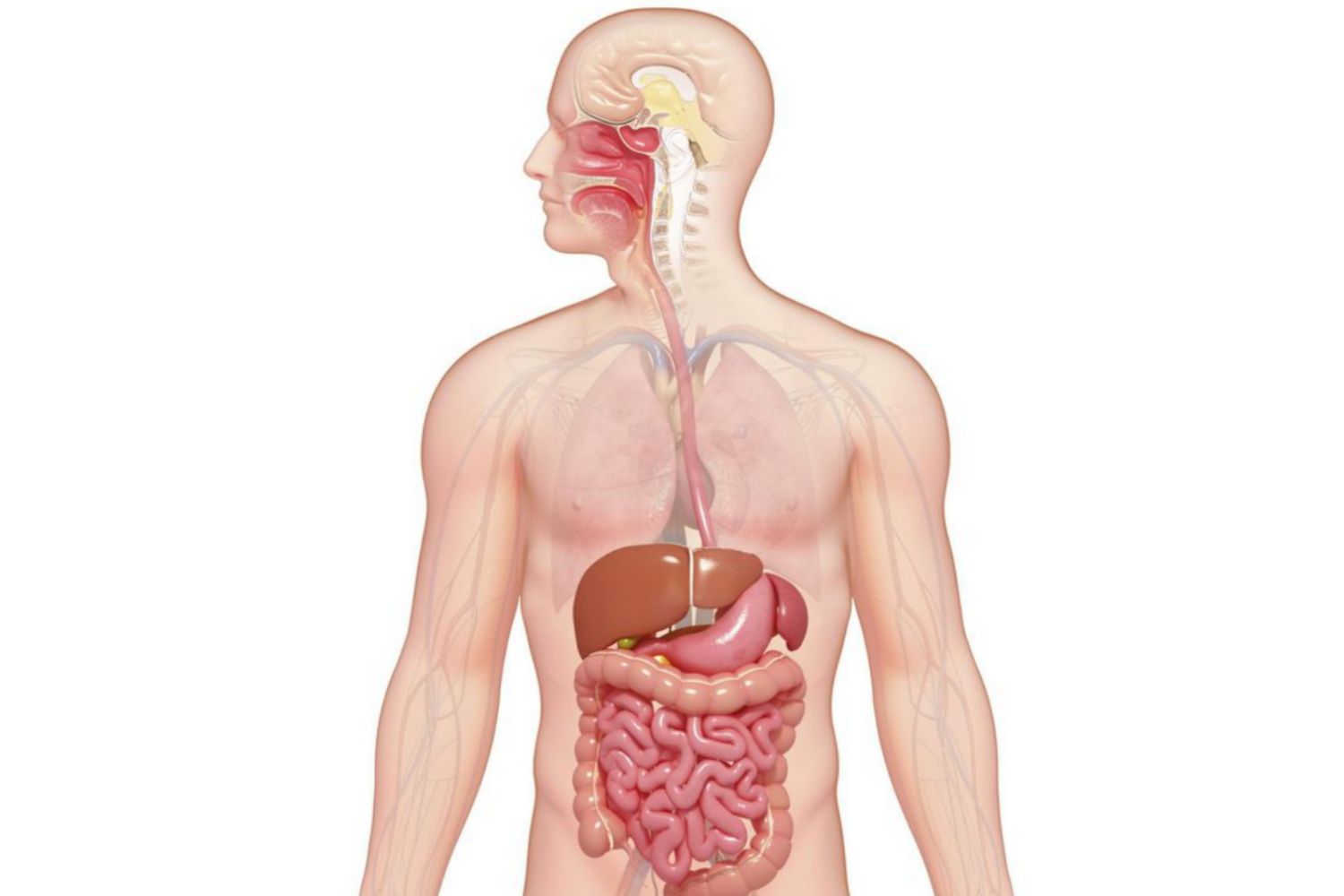 <p>digestive system</p>
