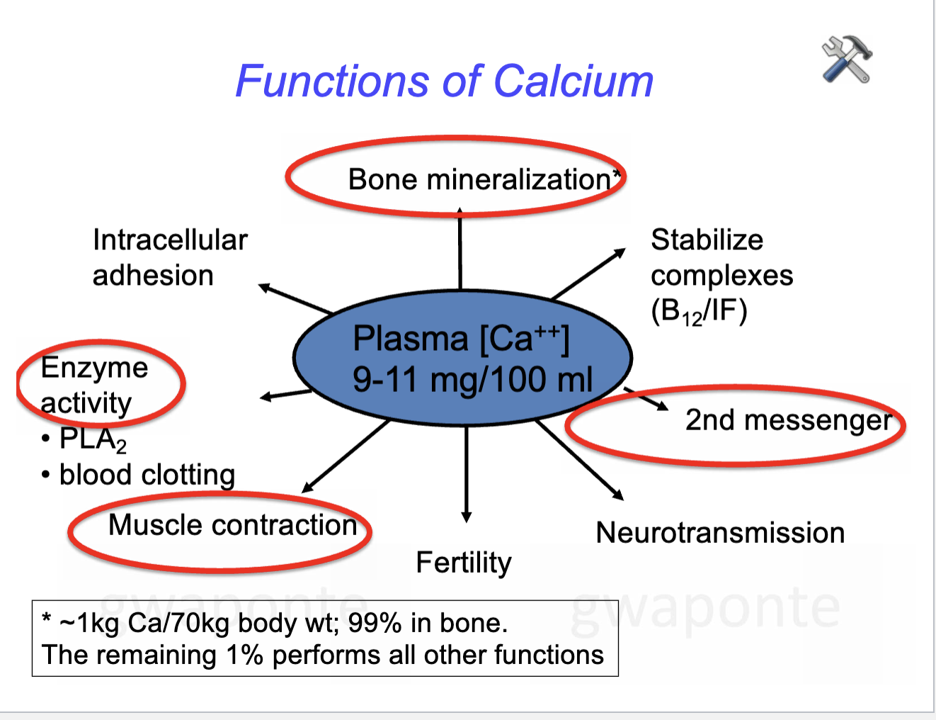 <p>Bone structure, release of neurotransmitters, blood pressure, muscle contraction, cell metabolism, regulate enzyme activity, blood clotting</p>