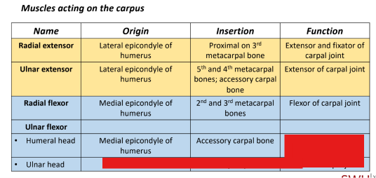 <p>Q: What is the origin of the Ulnar head of the Ulnar flexor? </p><p>A. Olecranon </p><p>B. Medial epicondyle of humerus </p><p>C. Lateral epicondyle of humerus </p><p>D. 2nd and 3rd metacarpal bones</p>