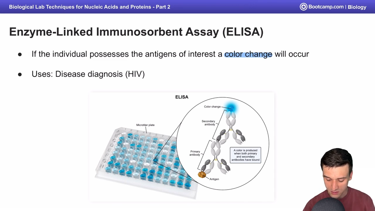 <p>Determine if a person has a specific antigen, where antibodies are placed on a microtiter plate with a sample from the individual, where binding leads to a color change </p>