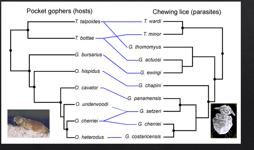 <p>Parasites that are associated with their hosts over evolutionary times co-speciate(have similar phylogenies)</p>