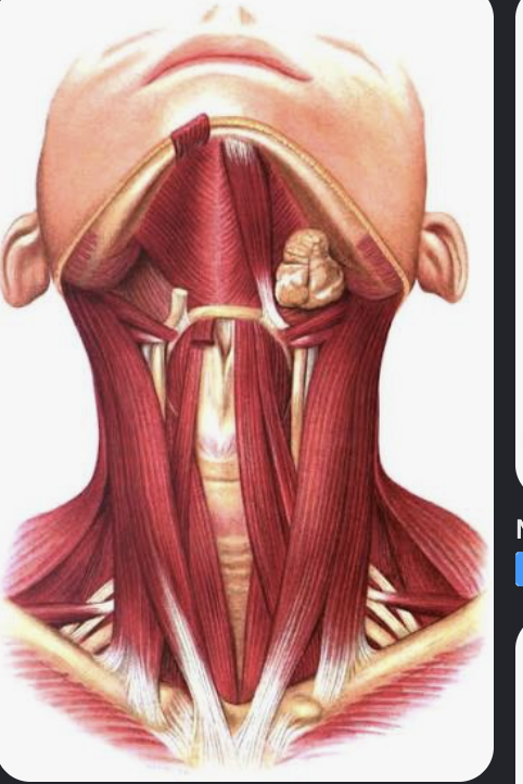 <p><span style="background-color: transparent;">Sternohyoid</span></p><p><span style="background-color: transparent;">Action, functional groups, location?</span></p>