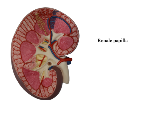 <p>Concave portion, where ureter, vessels and nerves converge</p>
