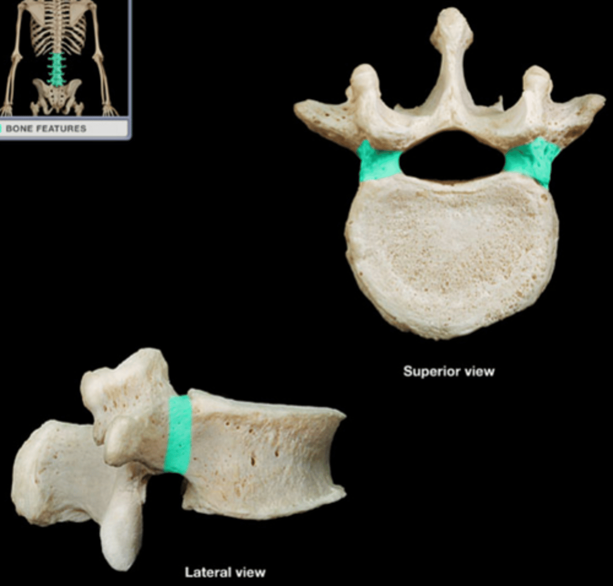 <p>Connects body to arch</p>