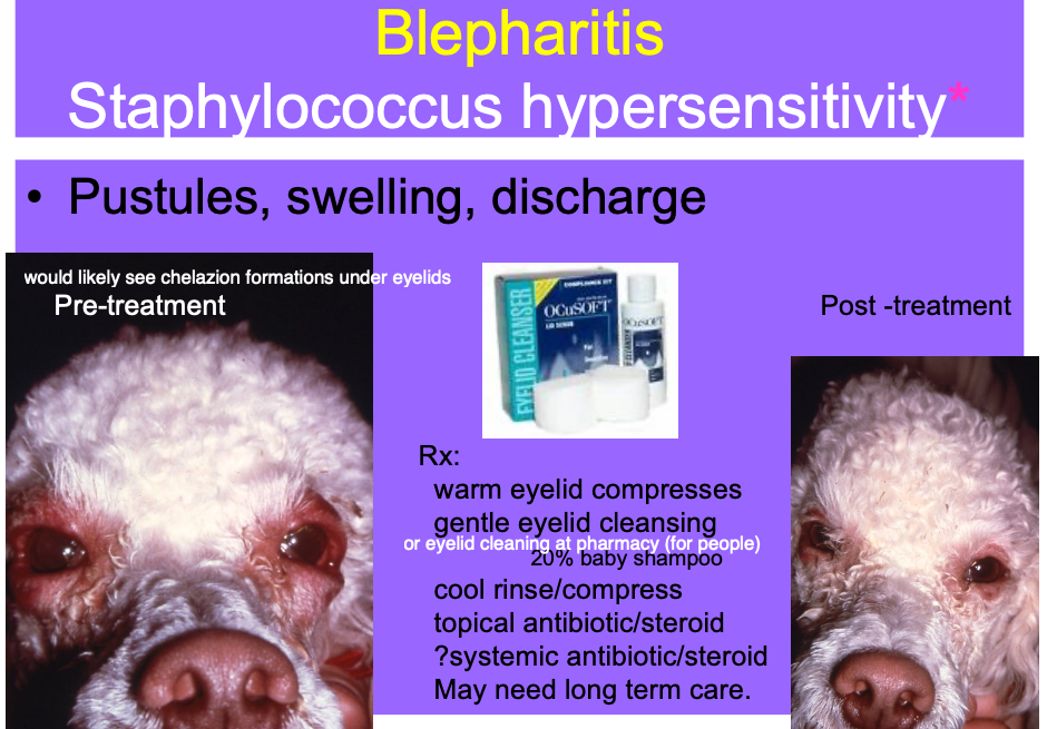 <p>Pustules, swelling, discharge.</p>
