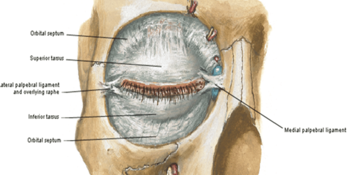 <p>What is the function of the medial palpebral ligament?</p>