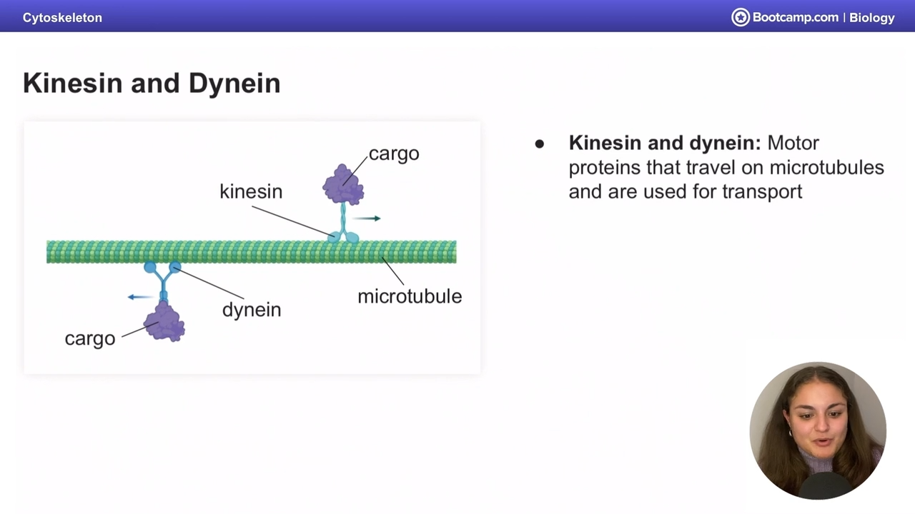 <p>Proteins that travel on microtubules and are used for transport </p>