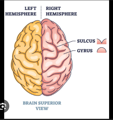<p><span style="background-color: transparent;">the two sides of the brain has 4 lobe types plus the insulas </span></p>
