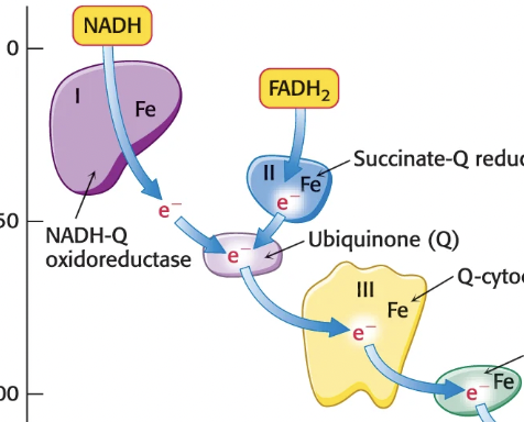 <p>CoQ carries electrons between Complex I/II and Complex III</p><ul><li><p>lipophilic, can move through IM membrane</p></li><li><p>Three oxidation states: full oxidized ubiquinone (Q), semiquinone radical (QH), fully reduced ubiquinol (QH<sub>2</sub>)</p></li><li><p>bridge between fixed complexes in ETC</p></li><li><p>carries 2 e-</p></li></ul><p></p>
