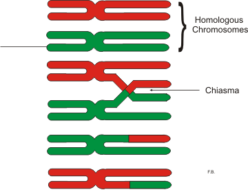 <p>The X-shaped regions where crossing over has occurred between non-sister chromatids of homologous chromosomes</p><ul><li><p>They form specifically between non-sister chromatids belonging to a tetrad (a pair of homologous chromosomes)</p></li><li><p>They represent the exact sites where genetic recombination (crossing over) occurred, allowing for the exchange of genetic material between maternal and paternal chromosomes</p></li><li><p>Crossing over occurs at the chiasmata</p></li></ul><p></p>