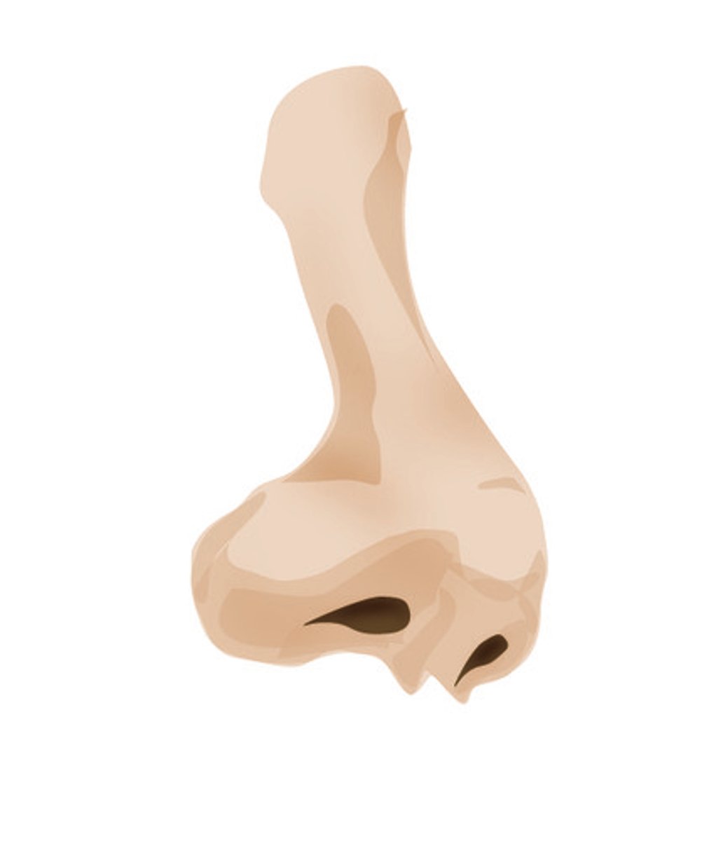 <p>the nose (s)</p>