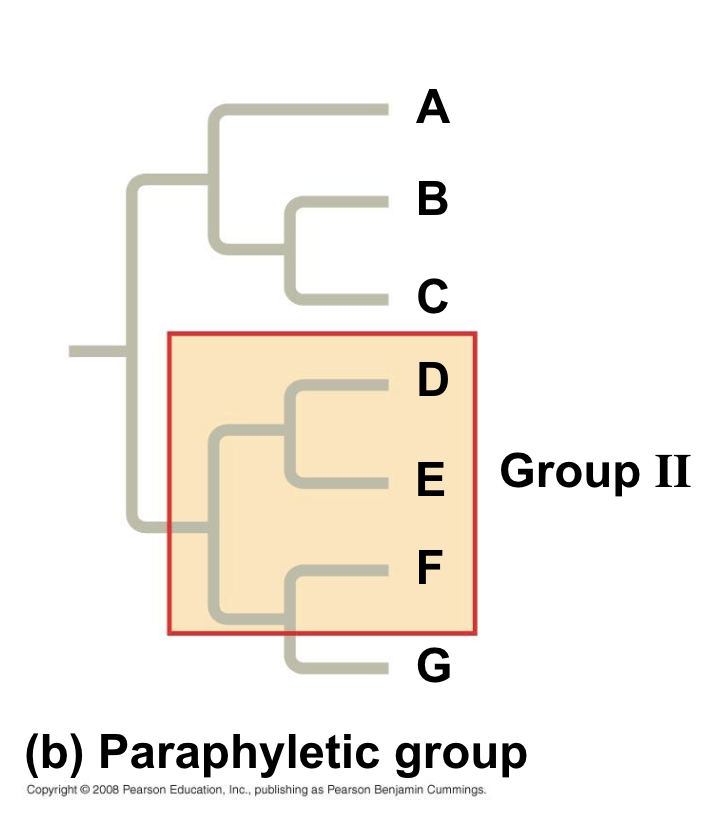 <p>consists of an ancestral species and some, but not all, of the descendants </p>