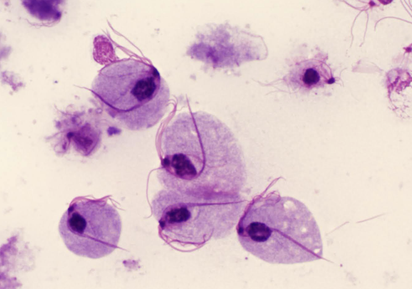 <p>What Flagellate is this?</p>