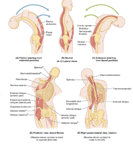 <p>Vertebral column moved INDIRECTLY by:</p>