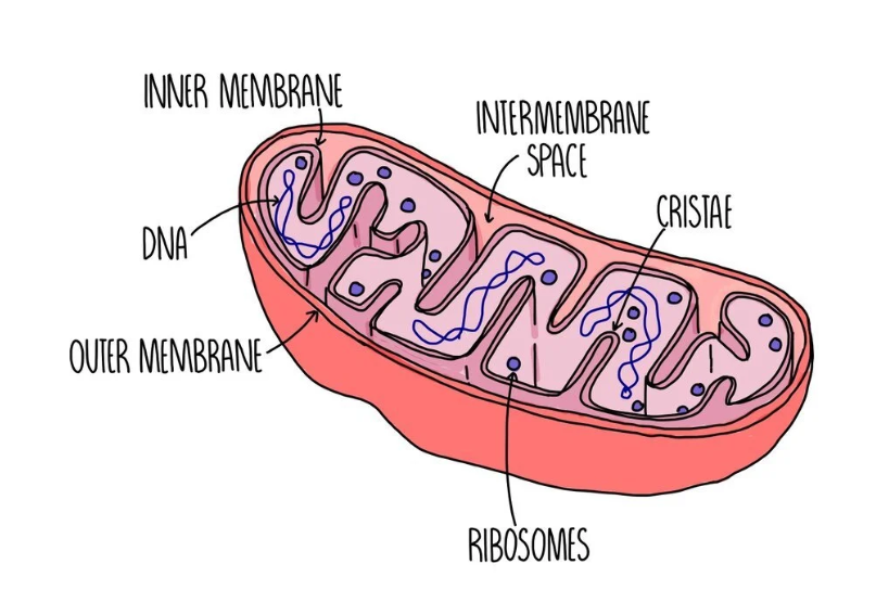 <p>Structure </p><ul><li><p>Surrounded by a double membrane </p></li><li><p>Inner membrane folds to form cristae → provide large SA for enzyme action</p></li><li><p>Inner fluid = matrix </p></li><li><p>Contains circular DNA + 70S ribosomes</p></li></ul><p></p><p>Function </p><ul><li><p>Site of aerobic respiration </p></li><li><p>Produces ATP via oxidative phosphorylation</p></li><li><p>Releases energy for cell activities </p></li></ul><p></p>
