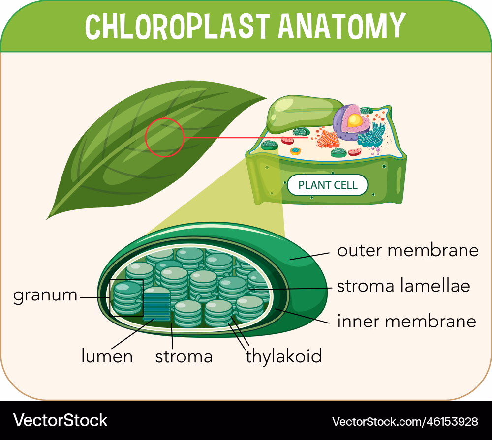 <p>Chloroplast </p>