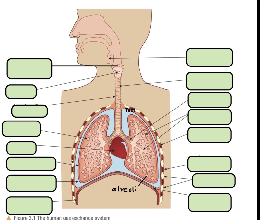 <p><span style="background-color: transparent;">Label the structures involved in respiration/ventilation</span></p>