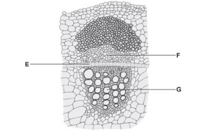 <p>Identify F, E, G</p>