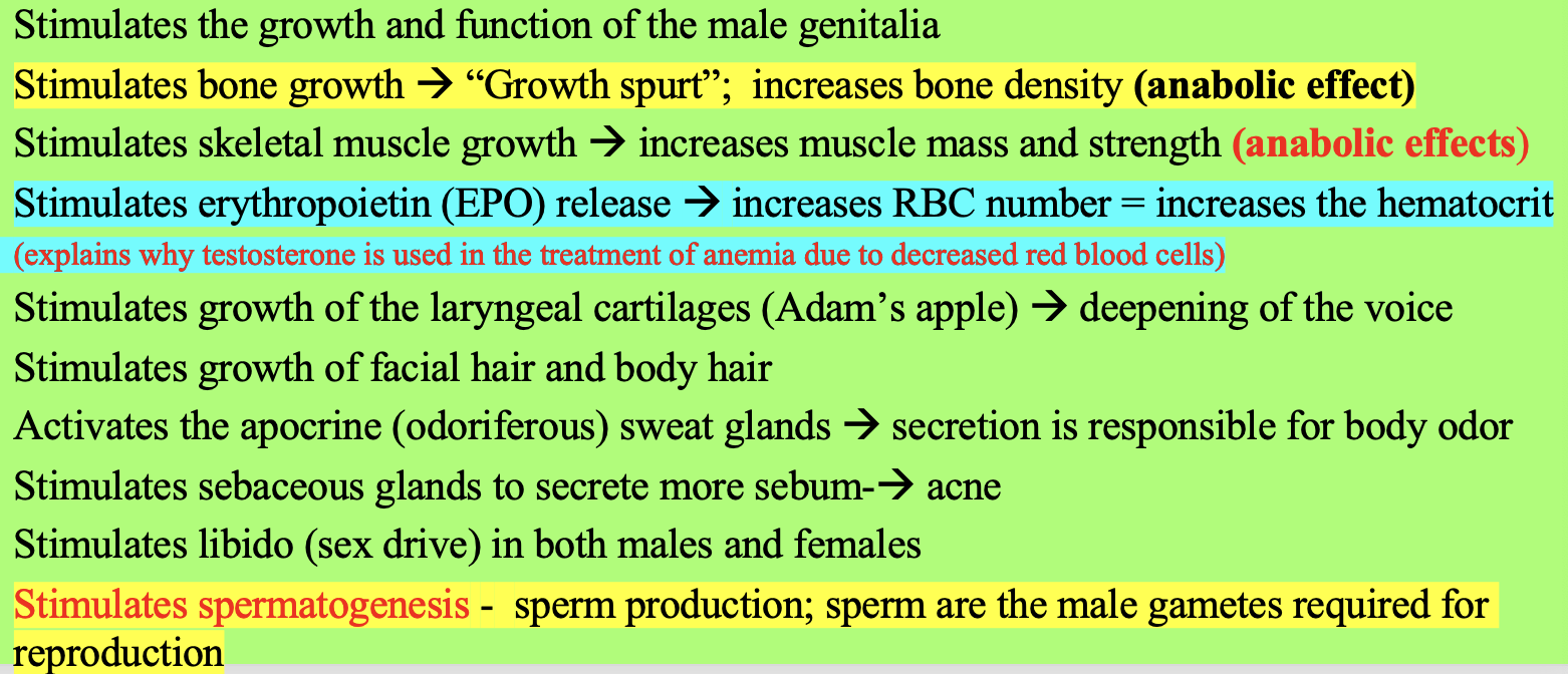 <p>Stimulates the male secondary sex characteristics</p>