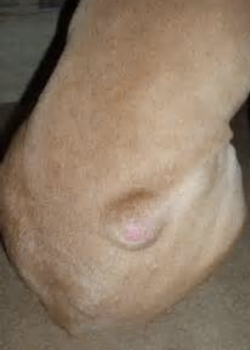 <img src="blob:null/1ce6afb5-23f9-4f8d-87b9-a981db1e8129" width="225" height="300"><p>Older dogs, benign, soft and freely movable</p>