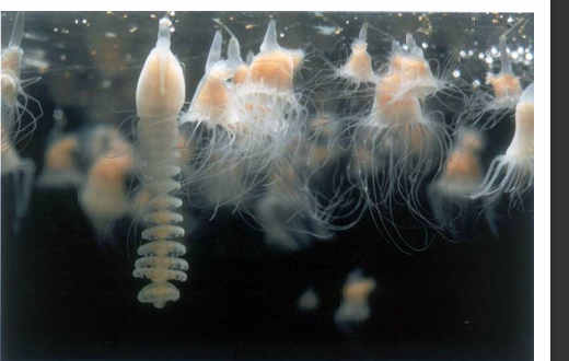 <p>A Cnidarian. Alternates between polyps and medusas. Small.</p><p>Reproductive and feeding polyp alternation</p>
