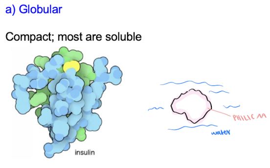 <p>3 main shapes of proteins</p>