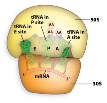<p>Holds the tRNA to which the polypeptide is attached.</p><ul><li><p>holds the growing polypeptide chain.</p></li></ul><p></p>