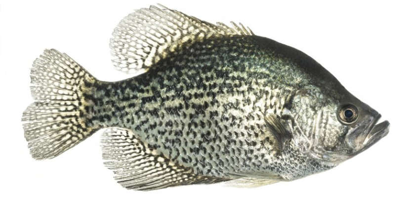 <p>Pomoxis nigromaculatus</p><p>nonnative </p><p>panfish/sunfish</p><p>7-8 dorsal dorsal spines unlike other crappie that have 4-5, darker colored than others </p>