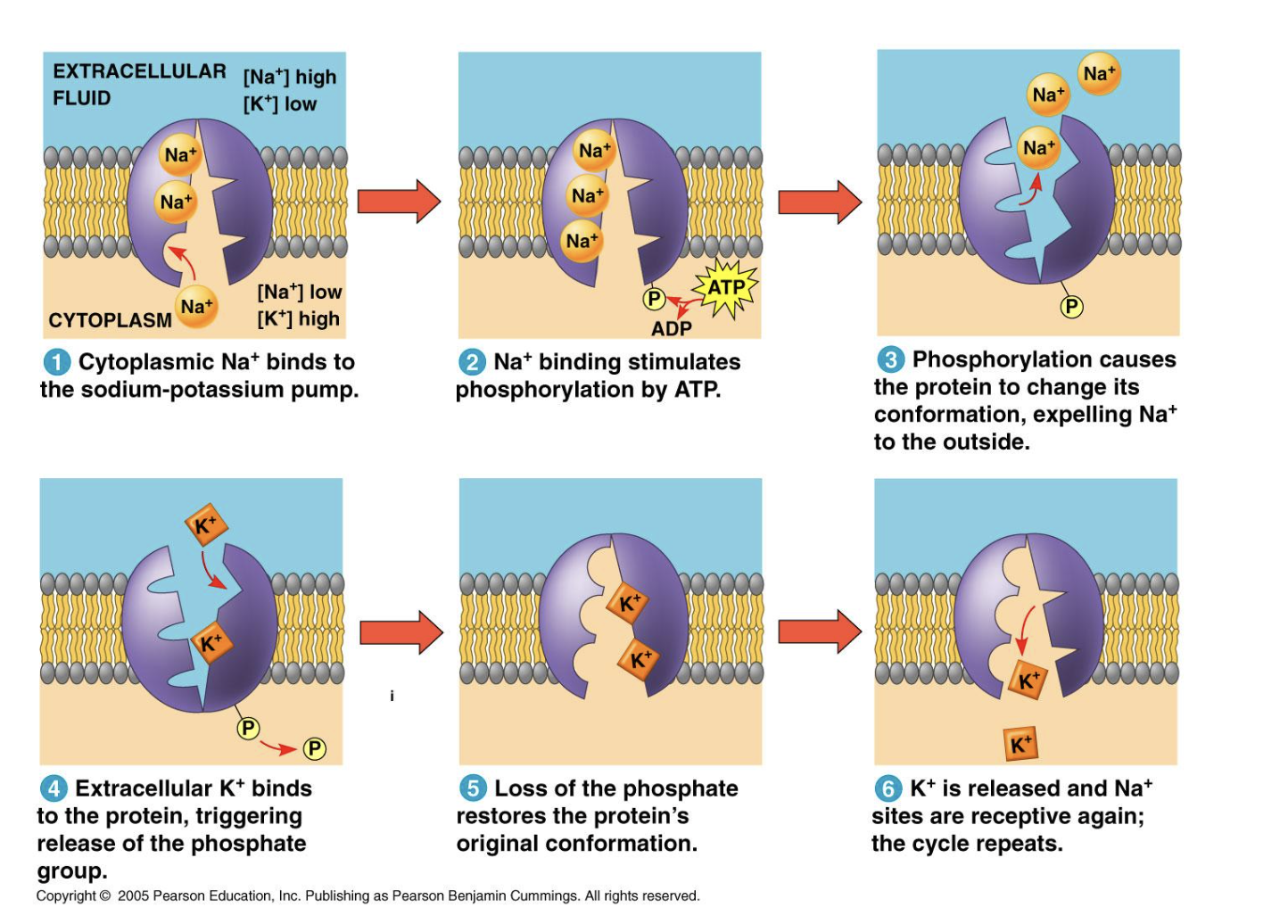 <ol><li><p>Na+ binds to the sodium potassium pump → stimulates phosphorylation by ATP → Causes protein to change its conformation → expels Na+ </p></li><li><p>Extracellular K+ binds to protein → triggers release of phosphate group → restores protein original conformation → K+ released, Na+ sites is receptive again → cycle repeats </p></li></ol><p></p>