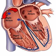 <p>right atrium, right ventricle, left atrium, left ventricle</p>