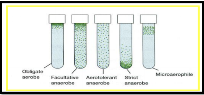 <p><span style="font-size: medium;">Microorganisms that use oxygen but in lesser amounts than obligate aerobes are</span></p><p>a. aerotolerant anaerobes</p><p>b. microaerophiles</p><p>c. strict anaerobes</p>